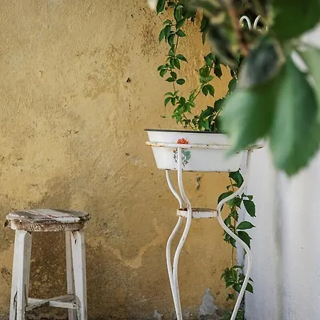 Orange Tree House