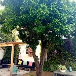 Апартаменты Orange Tree House *